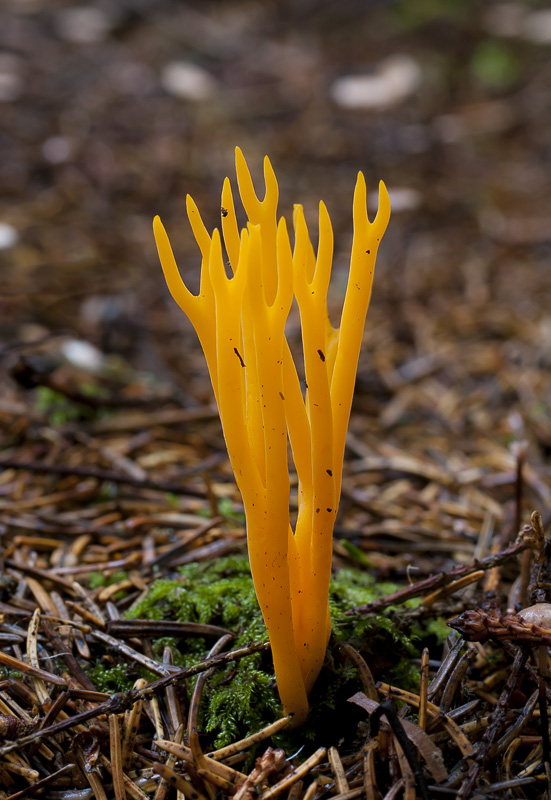 Calocera viscosa